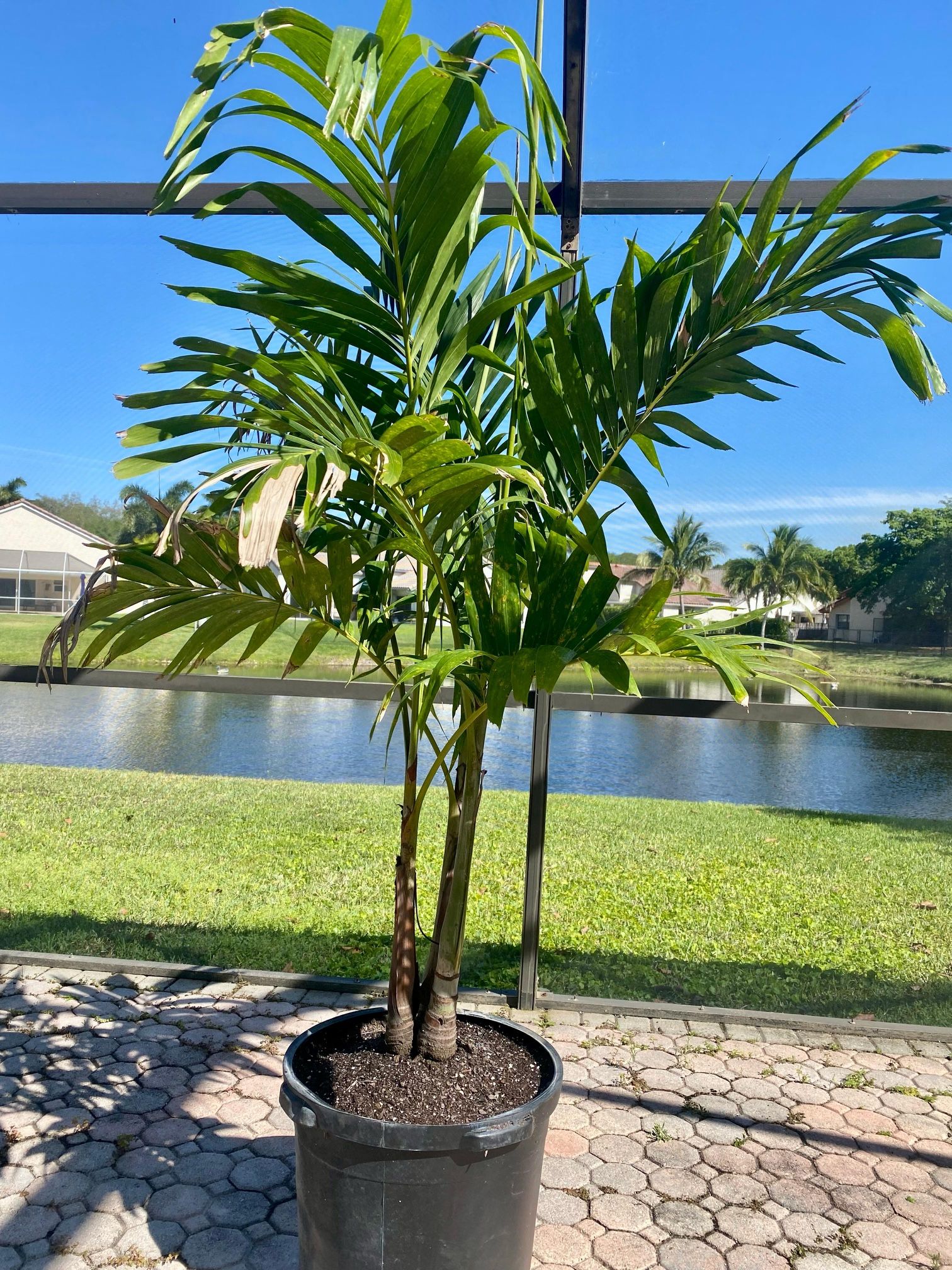 Christmas palm adonidia merrillii (15g tripple)