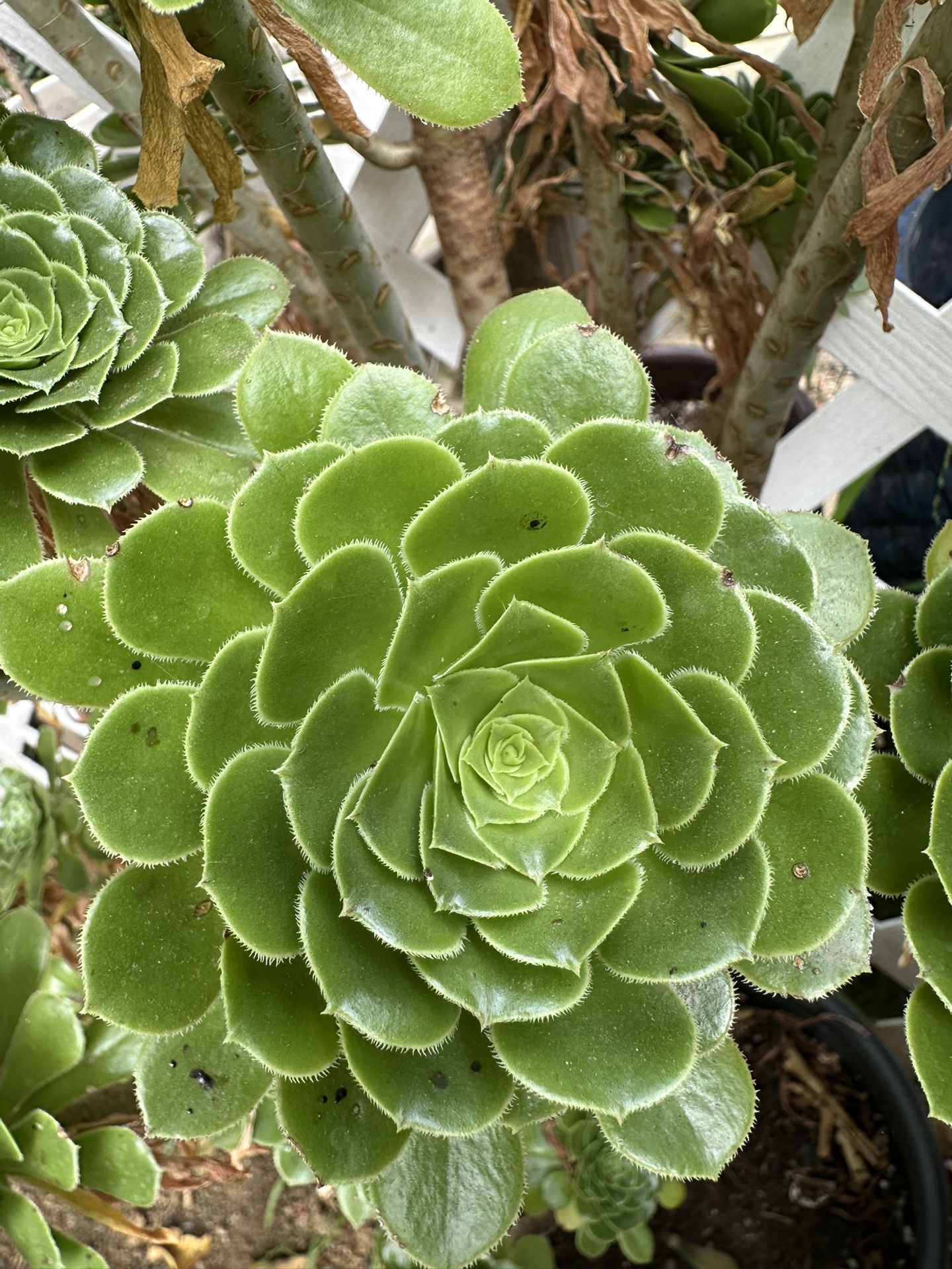 Hermosa Planta