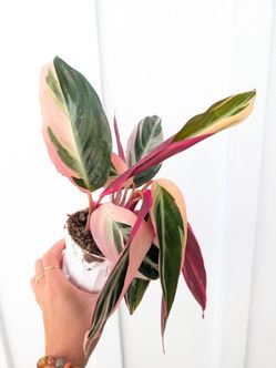 Calathea Stromanthe Triostar Plant 4" Pot - Indoor House Plants