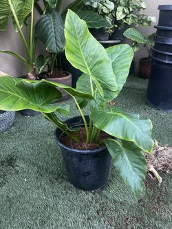 Alocasia Odora Plants