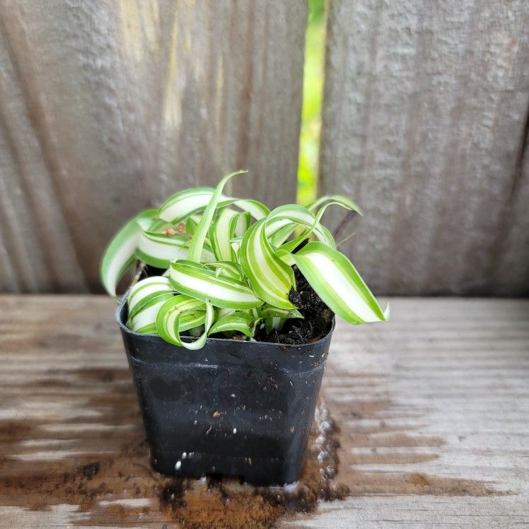 Chlorophytum Comosum - Bonne Spider Plant 3Pk