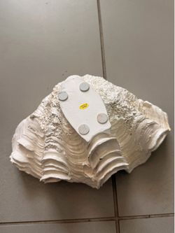 White Seashell with Decorative mosaic orbs