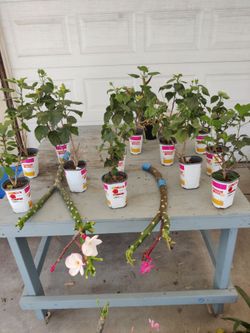 Plant Sale! 9:30-4 Santee