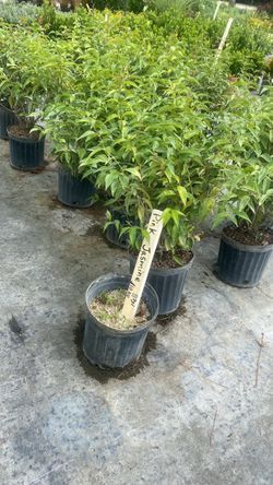 Pink Jasmine - 3 Gallons