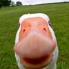 duck