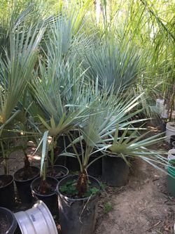 Palm tree