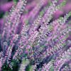Heather