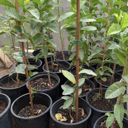 Pink Guava Trees 3F $35 Each Price Firm 