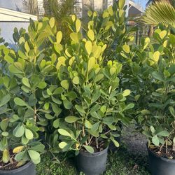 CLUSIA PLANT (3 Gallon Pot 4 Ft Tall) makes cool hedging for walk or drive way also garden border