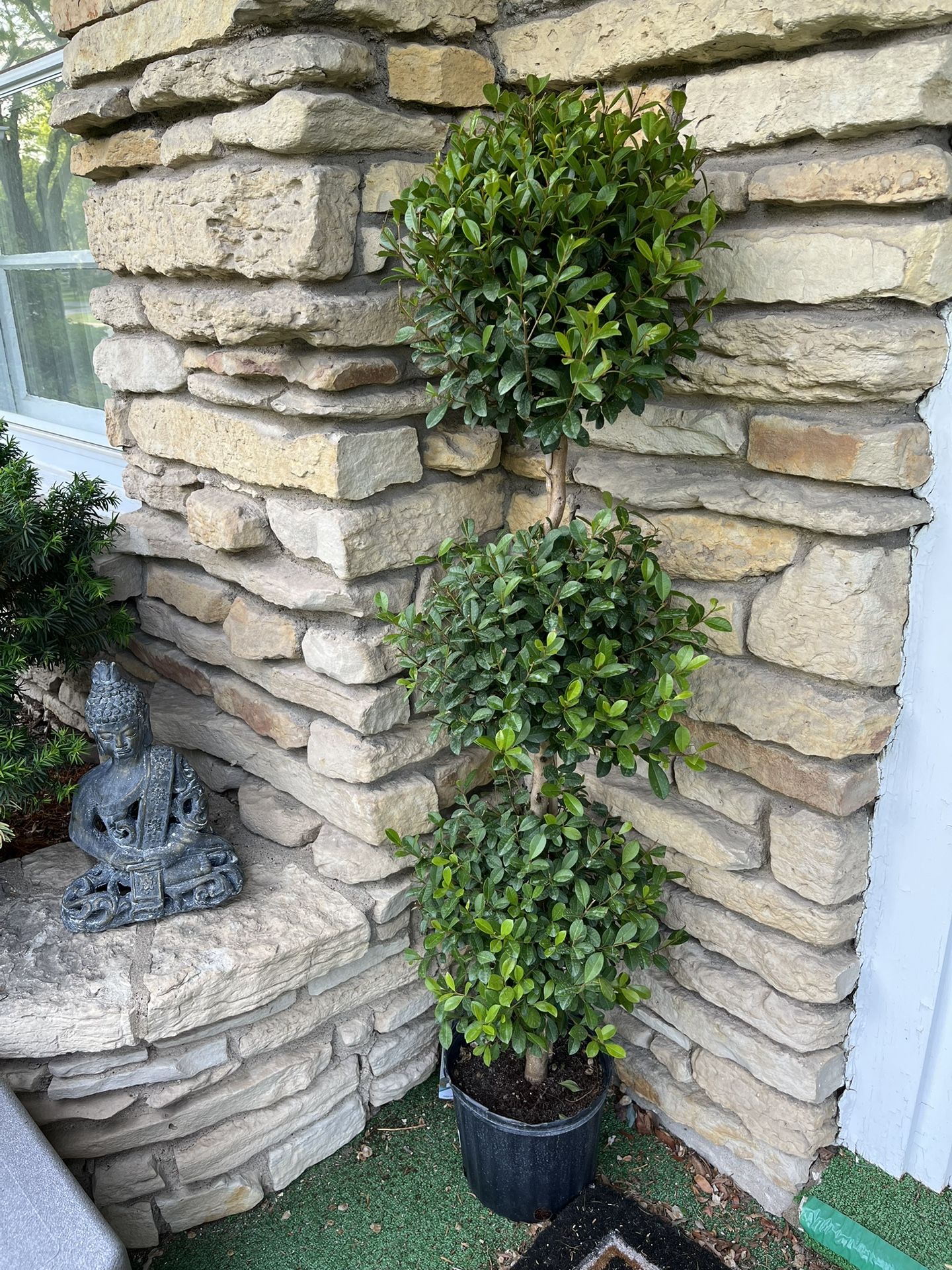 real topiary tree $80 each