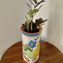 Raven zz plant with tall  gorgeous cermic pot