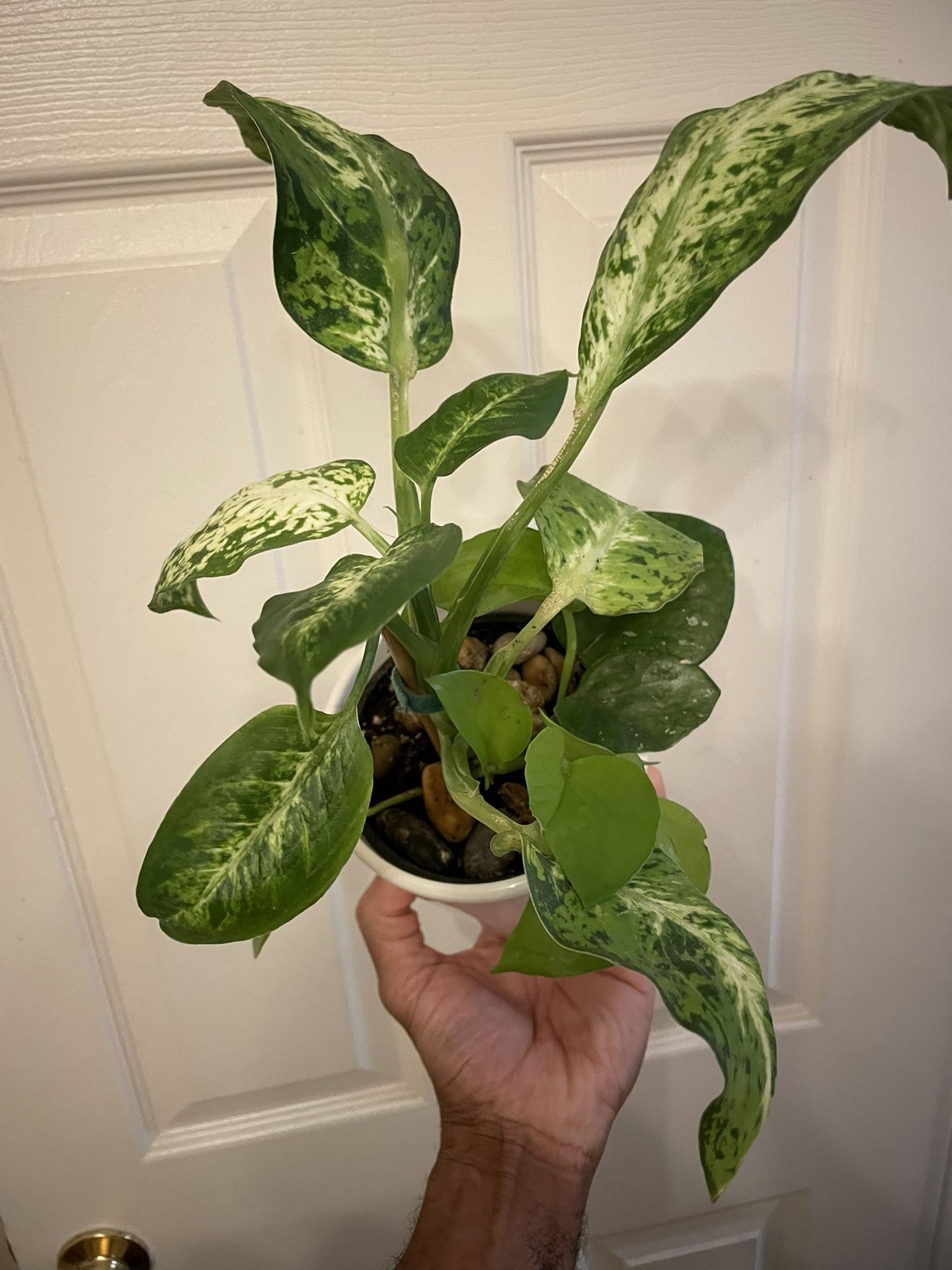 Combination Planter | Dieffenbachia “Amy” | Flowering Hoya Carnosa “Freckles Splash” | Neon Pothos