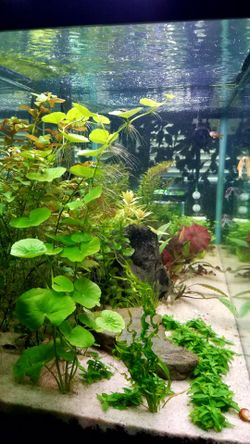 Brazilian pennywort aquarium plant