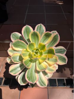 Variegated Aeonium Succulent Plant