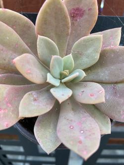Succulent in 3" pot