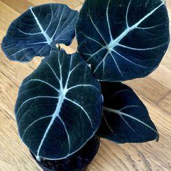 Black Velvet Alocasia Plant / Free Delivery Available 