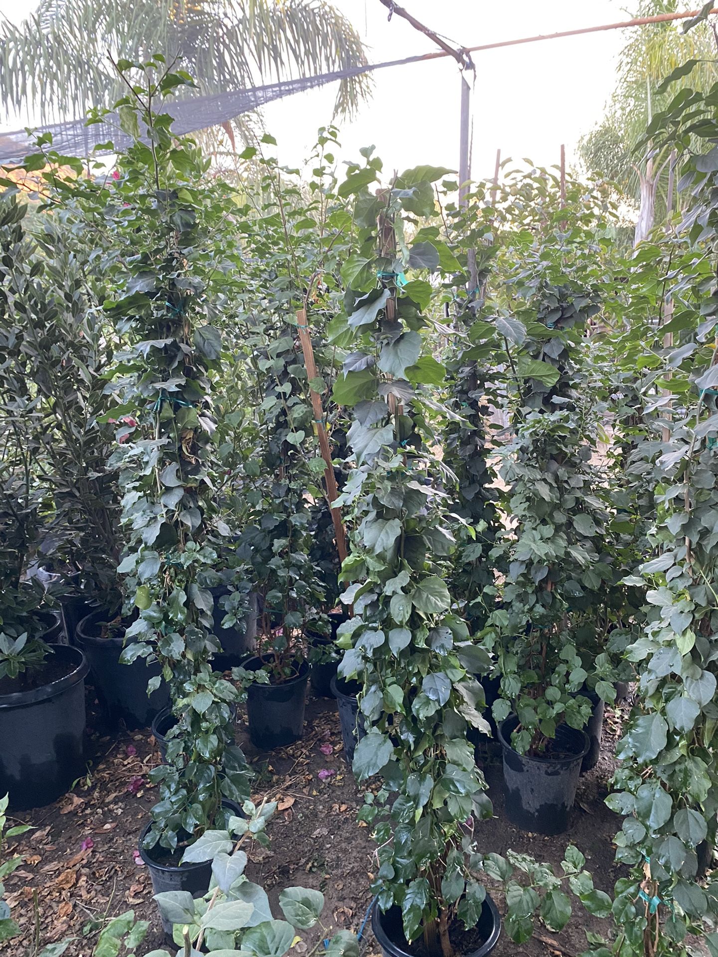 5 Gallon Bougainvillea