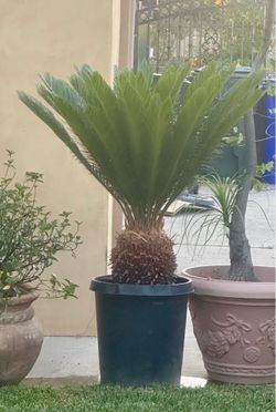 Beautiful sago palm