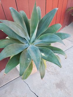 Agave desert plant