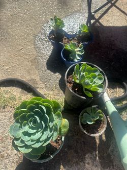 Succulents