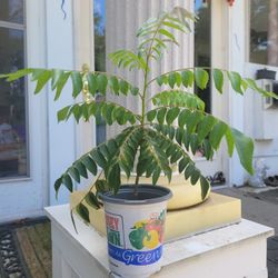 Indian Curry Leaf Plant (Methe Neem)