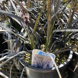 Plants 