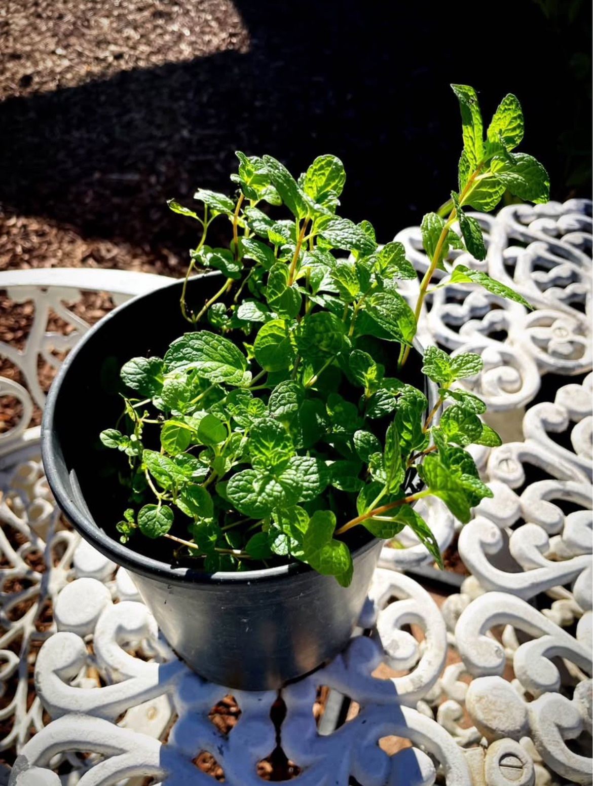 Spearmint Plant/ Hierbabuena Planta
