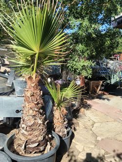 Palms/ Palmas