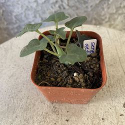 2 Inch Pot Succulent Plant - Senecio Articulatus - Candle Plant - Rooted & Established - Drought Resistant- 🪴Baby Bridal Shower Favors