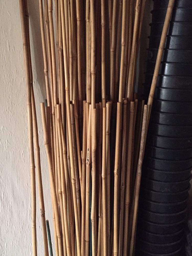 Bamboo Stakes 5 Foot, and 4 Foot
