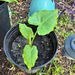 Small Alocasia $8