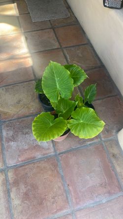 Alocasia Elephant Ears
