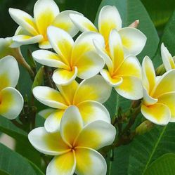 Plumeria