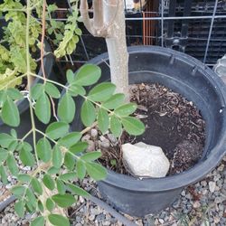 25 gallon moringa tree