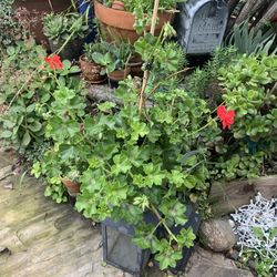 Beautiful Red Geranium Healthy. Came Many Flowers.