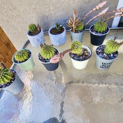 Plants - Cactus 