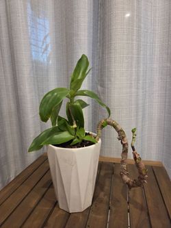 Vanilla Orchid Plant in White Geometric Pot