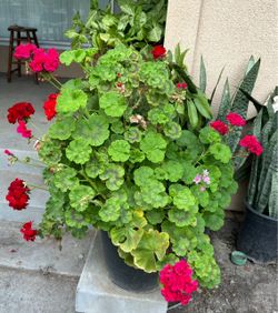 Planta de malva O geranio