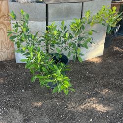 Bush Plant With Mex Palm