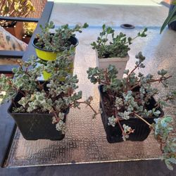 Deltoid Leaf Dew Plants 