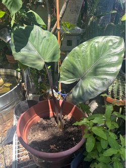 Purple elephant ear