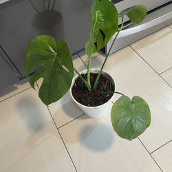 Houseplant Monstera In White Ceramic Planter