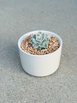 Succulents plants 🪴