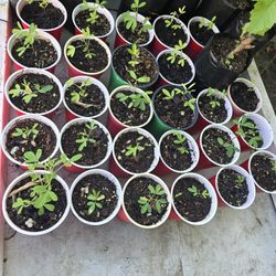 Chipilin Plantitas