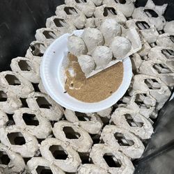 Feeder Dubia Roaches