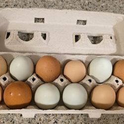 Fresh Eggs From Happy Chickens! $5 Per Dozen