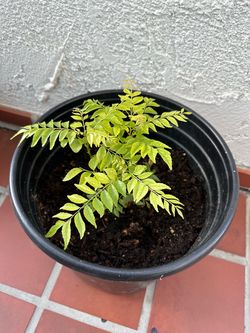 Curry leaf plant