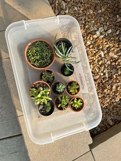 $5 Potted Succulent Houseplant Assortment! (10 total)