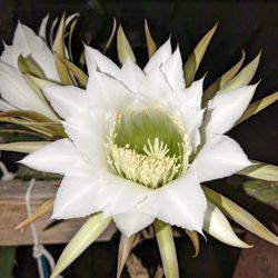 Moonlight Flower Cactus seeds