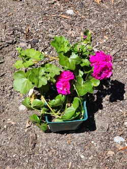 Violet Flowering Ivy Geraniums